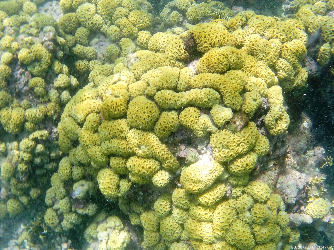 Palythoa caribaeorum (Sphenopidae)  Geotagged,Palythoa caribaeorum,Spring,Venezuela,White Encrusting Zoanthid