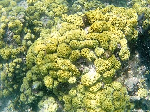 Palythoa caribaeorum (Sphenopidae)  Geotagged,Palythoa caribaeorum,Spring,Venezuela,White Encrusting Zoanthid