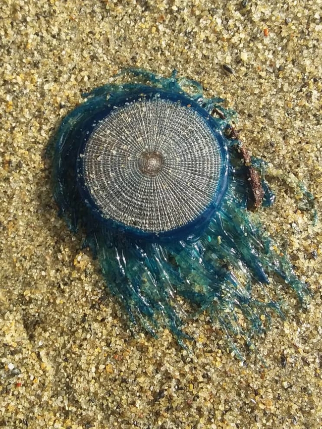 Porpita porpita Individual was washed ashore, as part of a large bloom. Blue button,Geotagged,Porpita porpita,Venezuela