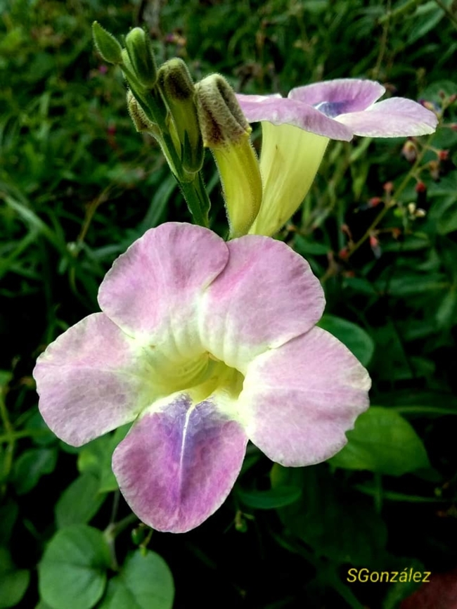 Asystasia gangetica (Acanthaceae)  Asystasia gangetica,Chinese violet,Geotagged,Venezuela