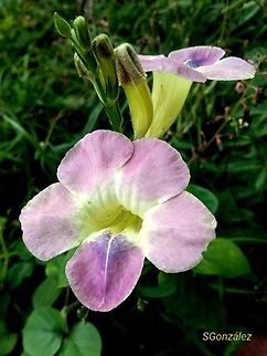 Asystasia gangetica (Acanthaceae)  Asystasia gangetica,Chinese violet,Geotagged,Venezuela