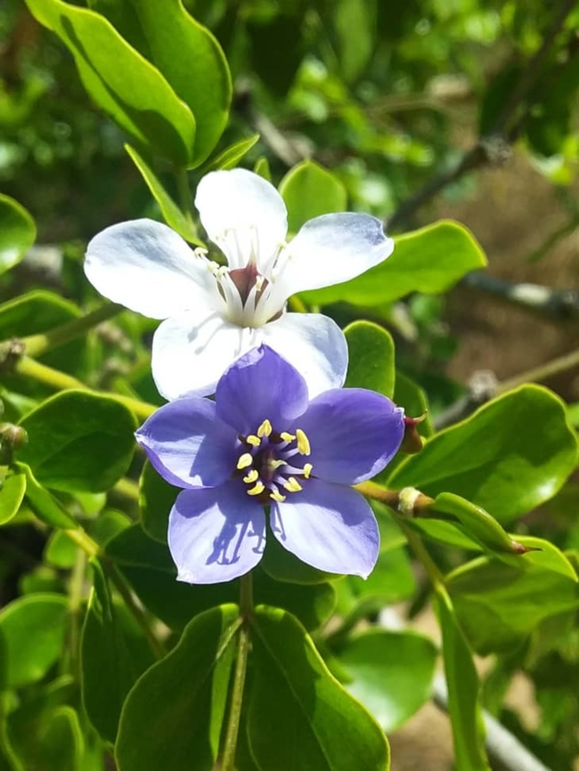 Guaiacum officinale (Zygophyllaceae)  Geotagged,Guaiacum officinale,Roughbark lignum-vitae,Venezuela