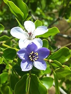 Guaiacum officinale (Zygophyllaceae)  Geotagged,Guaiacum officinale,Roughbark lignum-vitae,Venezuela