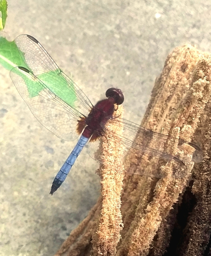 Erythrodiplax fusca  (♂)  Erythrodiplax fusca,Geotagged,Red-faced dragonlet,Spring,Venezuela