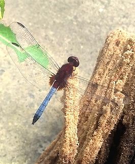 Erythrodiplax fusca  (♂)  Erythrodiplax fusca,Geotagged,Red-faced dragonlet,Spring,Venezuela