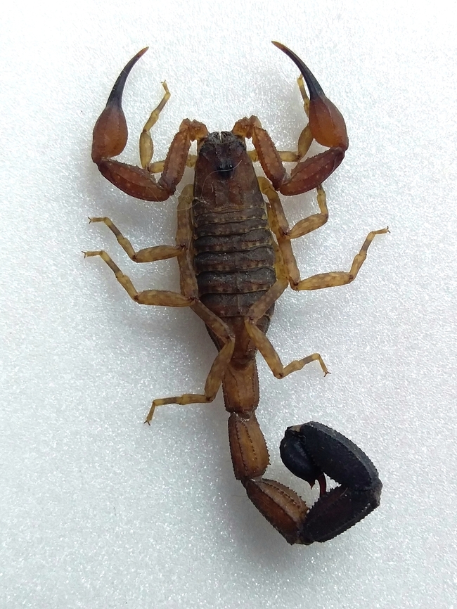 Tityus discrepans (Buthidae) Tityus discrepans, one of the most common scorpion species in the mountainous areas around southeastern Caracas. Its sting can be of concern, especially in children, due to the high toxicity of its venom. It is occasionally observed in urban areas, coming from nearby forests, where it sometimes enters dwellings, as happened in this case. Photo of live animal standing still. Geotagged,Spring,Tityus discrepans,Venezuela