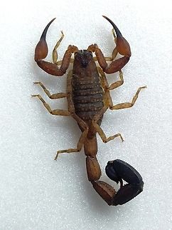 Tityus discrepans (Buthidae) Tityus discrepans, one of the most common scorpion species in the mountainous areas around southeastern Caracas. Its sting can be of concern, especially in children, due to the high toxicity of its venom. It is occasionally observed in urban areas, coming from nearby forests, where it sometimes enters dwellings, as happened in this case. Photo of live animal standing still. Geotagged,Spring,Tityus discrepans,Venezuela