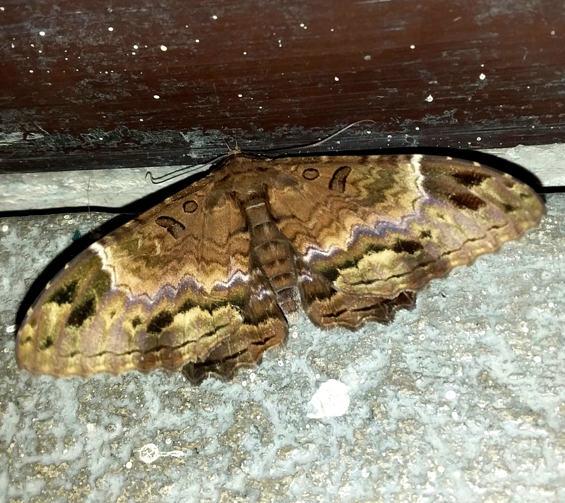 Letis mycerina (Erebidae)  Geotagged,Letis mycerina,Spring,Venezuela