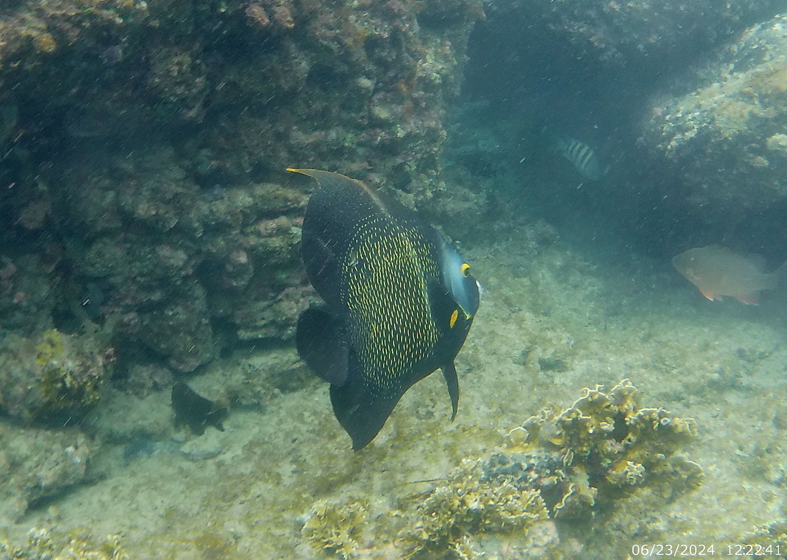 Pomacanthus paru (Pomacanthidae)  French Angelfish,Geotagged,Pomacanthus paru,Summer,Venezuela