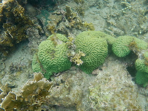 Colpophyllia natans (Mussidae) Two species of fire coral can also be seen in the picture: Millepora complanata (lower left) and Millepora alcicornis, at  the very center of the photo. Colpophyllia,Colpophyllia natans,Geotagged,Summer,Venezuela