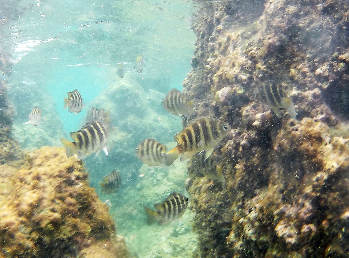 Abudefduf taurus (Pomacentridae)  Abudefduf taurus,Geotagged,Summer,Venezuela,abudefduf taurus