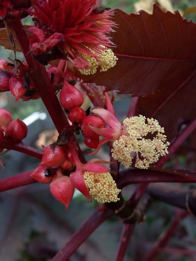 Ricinus communis (Euphorbiaceae)  Castorbean,Geotagged,Ricinus communis,Summer,Venezuela