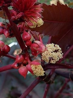 Ricinus communis (Euphorbiaceae)  Castorbean,Geotagged,Ricinus communis,Summer,Venezuela