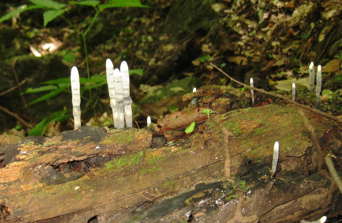 Xylaria polymorpha (Xylariaceae)  Dead Man's Fingers,Geotagged,Summer,Venezuela,Xylaria polymorpha