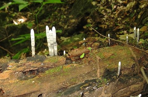 Xylaria polymorpha (Xylariaceae)  Dead Man's Fingers,Geotagged,Summer,Venezuela,Xylaria polymorpha