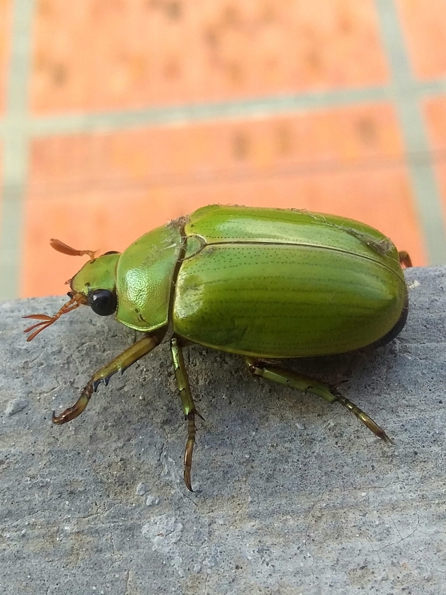 Pelidnota prasina (Scarabaeidae)  Geotagged,Pelidnota prasina,Summer,Venezuela