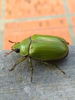 Pelidnota prasina (Scarabaeidae)  Geotagged,Pelidnota prasina,Summer,Venezuela