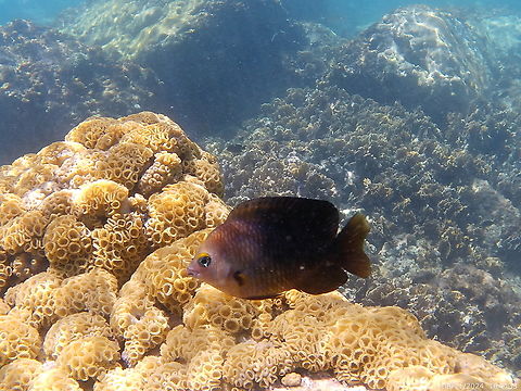Stegastes planifrons (Pomacentridae)  Geotagged,Stegastes planifrons,Summer,Threespot damselfish,Venezuela