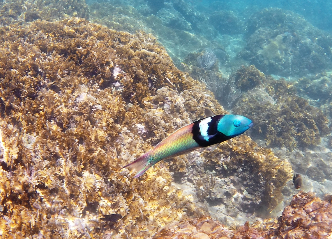 Thalassoma bifasciatum (Labridae)  Bluehead wrasse,Geotagged,Summer,Thalassoma bifasciatum,Venezuela