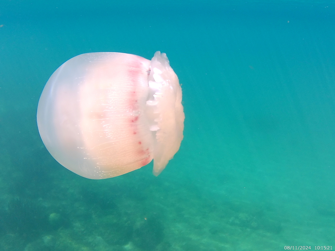Stomolophus meleagris (Stomolophidae).  Cannonball jellyfish,Geotagged,Stomolophus meleagris,Summer,Venezuela