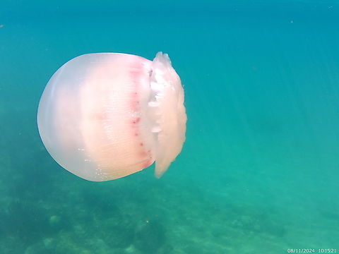 Stomolophus meleagris (Stomolophidae).  Cannonball jellyfish,Geotagged,Stomolophus meleagris,Summer,Venezuela