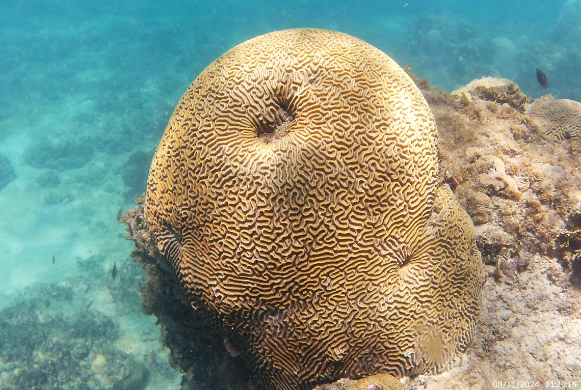 Diploria labyrinthiformis (Faviidae)  Diploria labyrinthiformis,Geotagged,Grooved brain coral,Summer,Venezuela