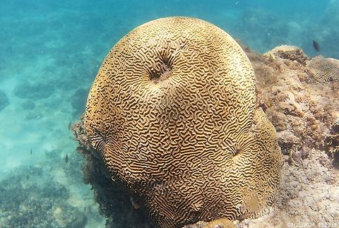 Diploria labyrinthiformis (Faviidae)  Diploria labyrinthiformis,Geotagged,Grooved brain coral,Summer,Venezuela