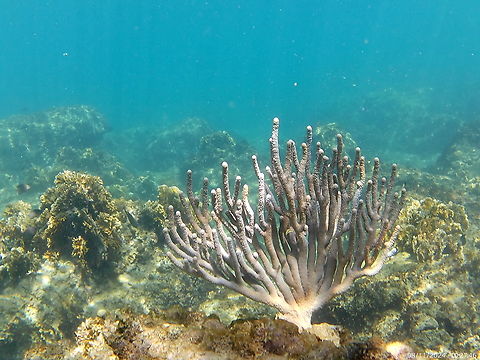 Eunicea tourneforti (Plexauridae)  Eunice aphroditois,Eunicea sp.,Eunicea tourneforti,Geotagged,Summer,Venezuela