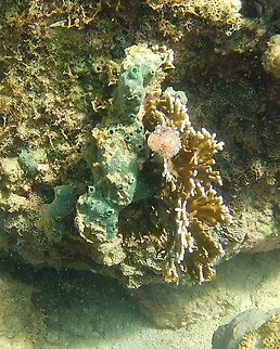 Amphimedon chloros (sponge at left) and Millepora alcicornis (At right)  Amphimedon chloros,Geotagged,Summer,Venezuela