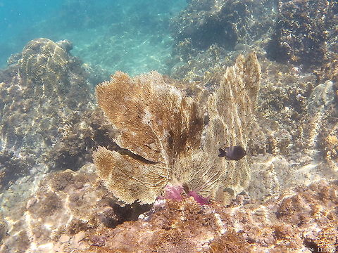 Gorgonia flabellum (Gorgoniidae)  Geotagged,Gorgonia flabellum,Gorgonia mariae,Gorgonia ventalina,Purple sea fan,Summer,Venezuela,Venus fan,Wide-mesh sea fan