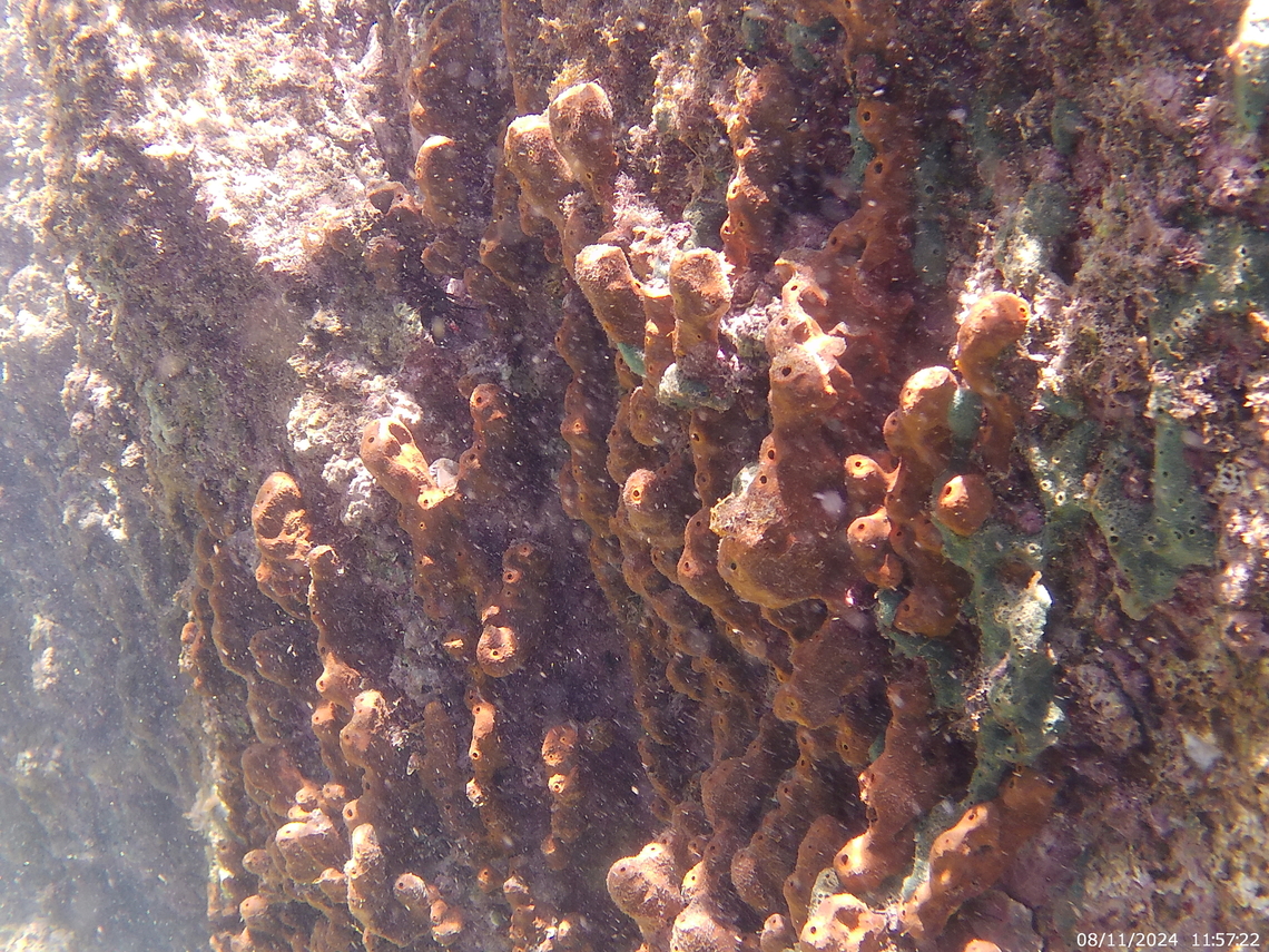 Tedania ignis (Tedaniidae)  Fire Sponge,Geotagged,Summer,Tedania ignis,Venezuela