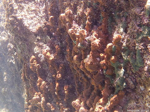 Tedania ignis (Tedaniidae)  Fire Sponge,Geotagged,Summer,Tedania ignis,Venezuela