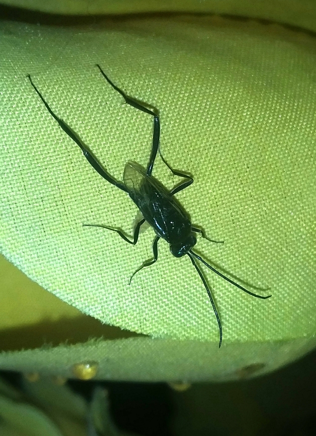 Evania appendigaster (Evaniidae)  Blue-eyed Ensign Wasp,Evania appendigaster,Geotagged,Summer,Venezuela