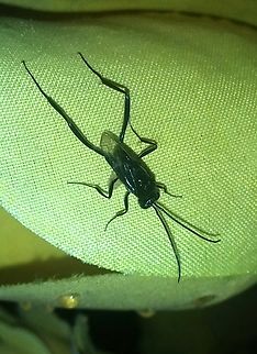 Evania appendigaster (Evaniidae)  Blue-eyed Ensign Wasp,Evania appendigaster,Geotagged,Summer,Venezuela