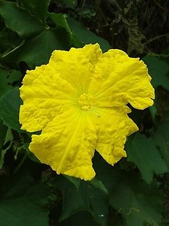 Luffa cylindrica (Cucurbitaceae)  Fall,Geotagged,Luffa cylindrica,Sponge gourd,Venezuela
