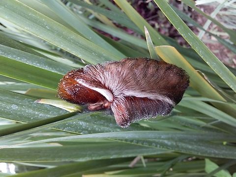 Podalia orsilochus (Megalopygidae)  Fall,Geotagged,Podalia orsilocha,Podalia orsilochus,Venezuela