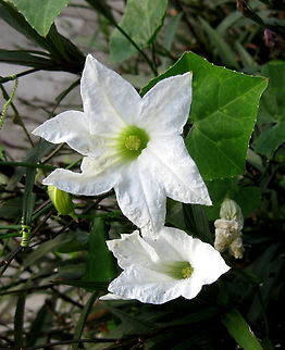 Coccinia grandis (Cucurbitaceae)  Coccinia grandis,Geotagged,Trinidad and Tobago,Winter