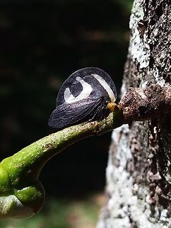 Membracis foliata (Membracidae)  Geotagged,Membracis foliata,Venezuela,Winter,membracis foliata