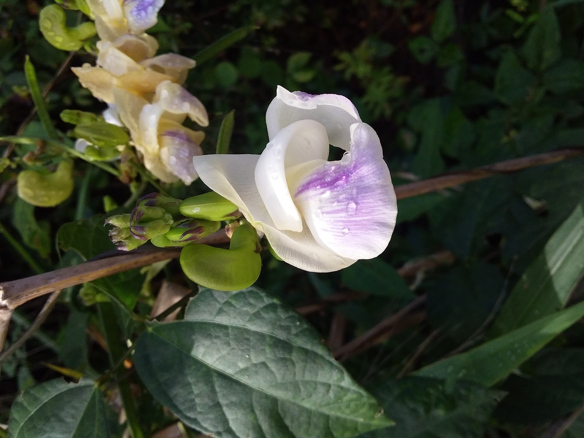 Cochliasanthus caracalla (Fabaceae)  Cochliasanthus caracalla,Geotagged,Venezuela,Winter