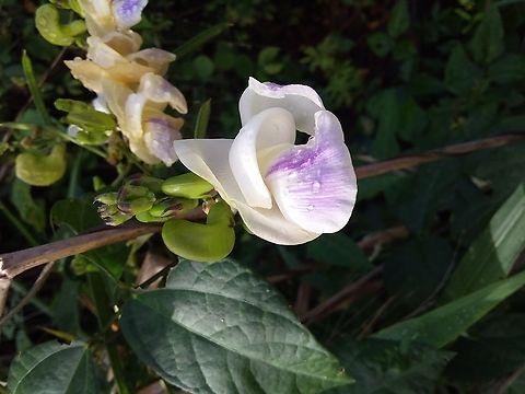 Cochliasanthus caracalla (Fabaceae)  Cochliasanthus caracalla,Geotagged,Venezuela,Winter
