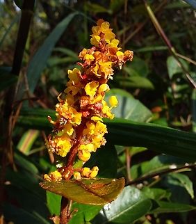 Byrsonima crassifolia (Malpighiaceae)  Byrsonima crassifolia,Geotagged,Venezuela,Winter