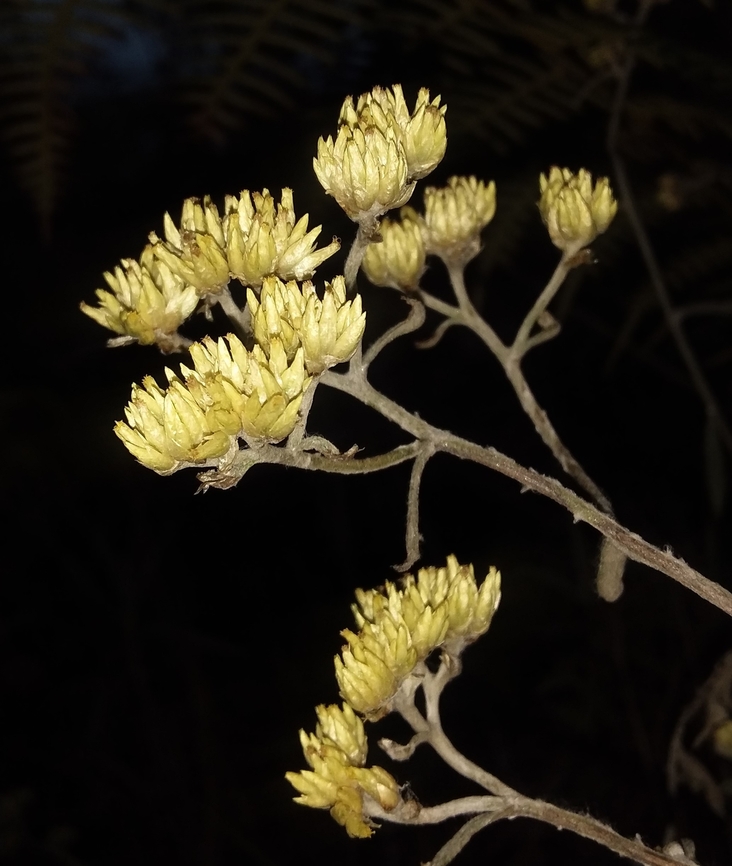 Achyrocline saturejoides (Asteraceae)  Achyrocline satureioides,Achyrocline saturejoides,Geotagged,Venezuela,Winter