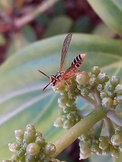 Polybia emaciata (Vespidae)  Geotagged,Polybia emaciata,Venezuela