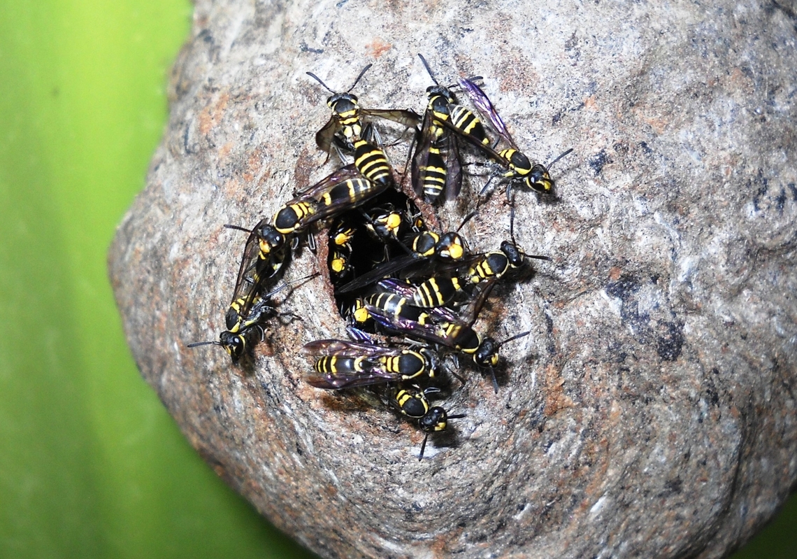 Polybia occidentalis (Vespidae)  Geotagged,Polybia occidentalis,Spring,Venezuela,Yellow-banded Polybia Wasp