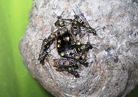 Polybia occidentalis (Vespidae)  Geotagged,Polybia occidentalis,Spring,Venezuela,Yellow-banded Polybia Wasp