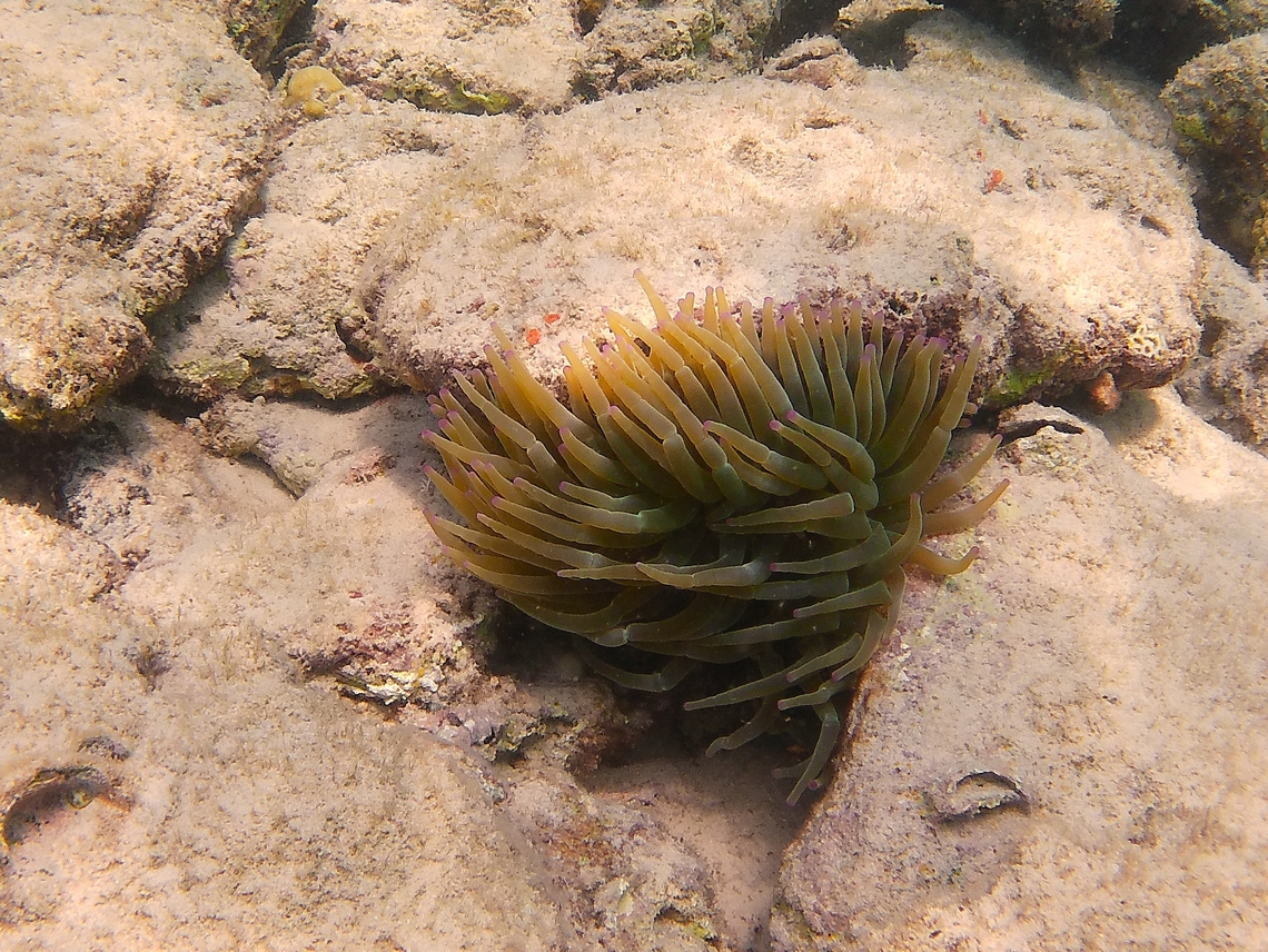 Condylactis gigantea (Actiniidae)  Condylactis gigantea,Geotagged,Giant Caribbean sea anemone,Venezuela,Winter