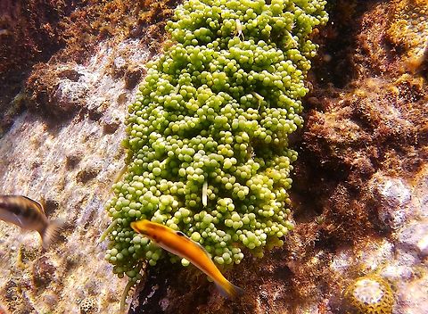 Caulerpa racemosa (Caulerpaceae)  Caulerpa racemosa,Geotagged,Sea grapes,Venezuela,Winter