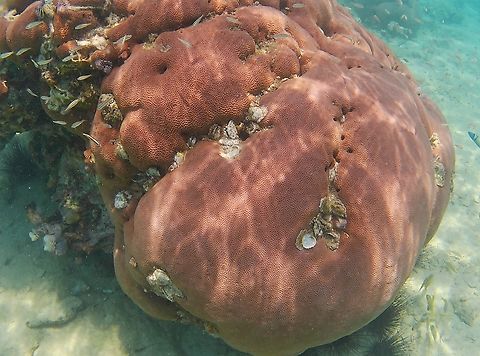Siderastrea siderea (Siderastreidae)  Geotagged,Massive starlet coral,Siderastrea siderea,Venezuela,Winter