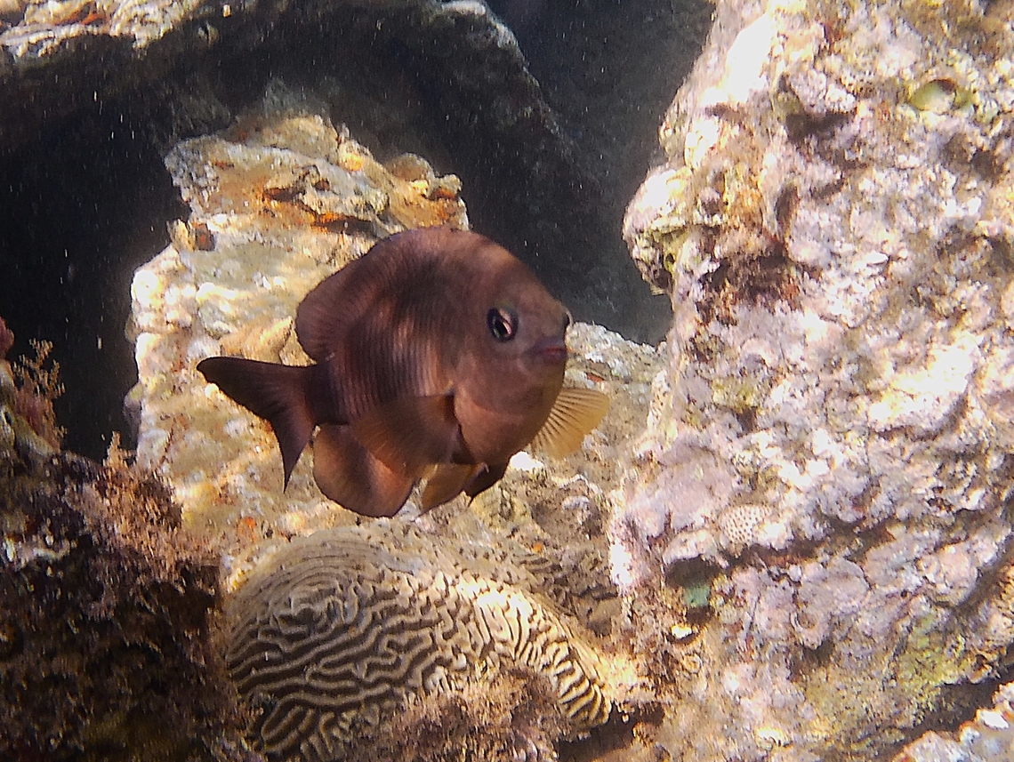 Stegastes diencaeus (Pomacentridae)  Geotagged,Longfin Damselfish,Stegastes adustus,Stegastes diencaeus,Venezuela,Winter