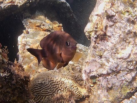 Stegastes diencaeus (Pomacentridae)  Geotagged,Longfin Damselfish,Stegastes adustus,Stegastes diencaeus,Venezuela,Winter